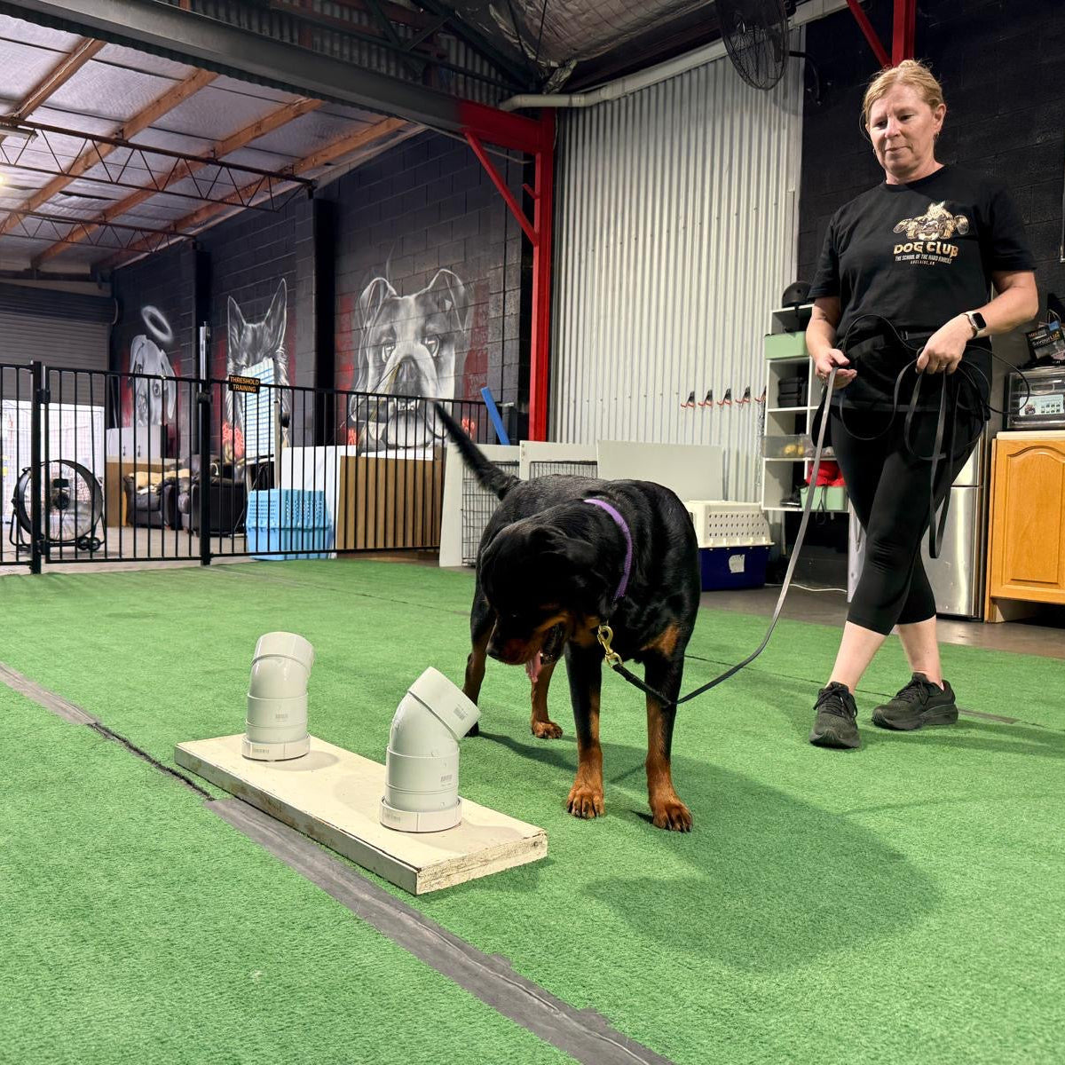 Person training a dog in an indoor facility using white PCV pipes for scent training