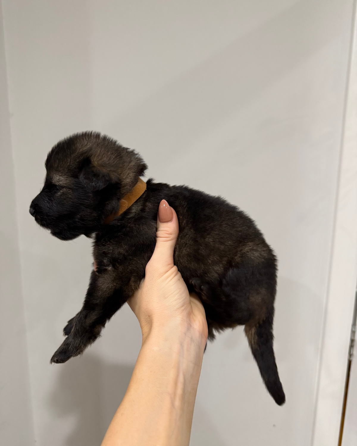A small black puppy with a tan collar being held in a person's hand against a plain light grey wall.