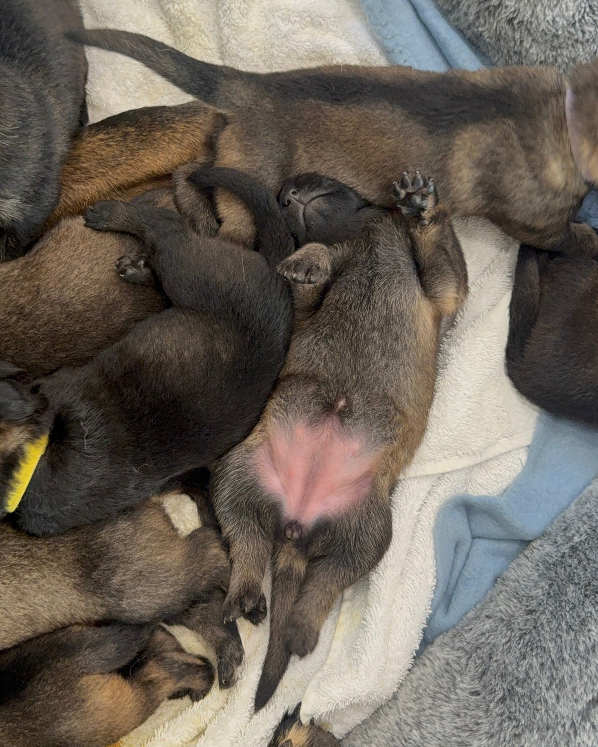 A litter of dark brown and black puppies sleeping closely together on a white blanket with a blue cushion underneath.