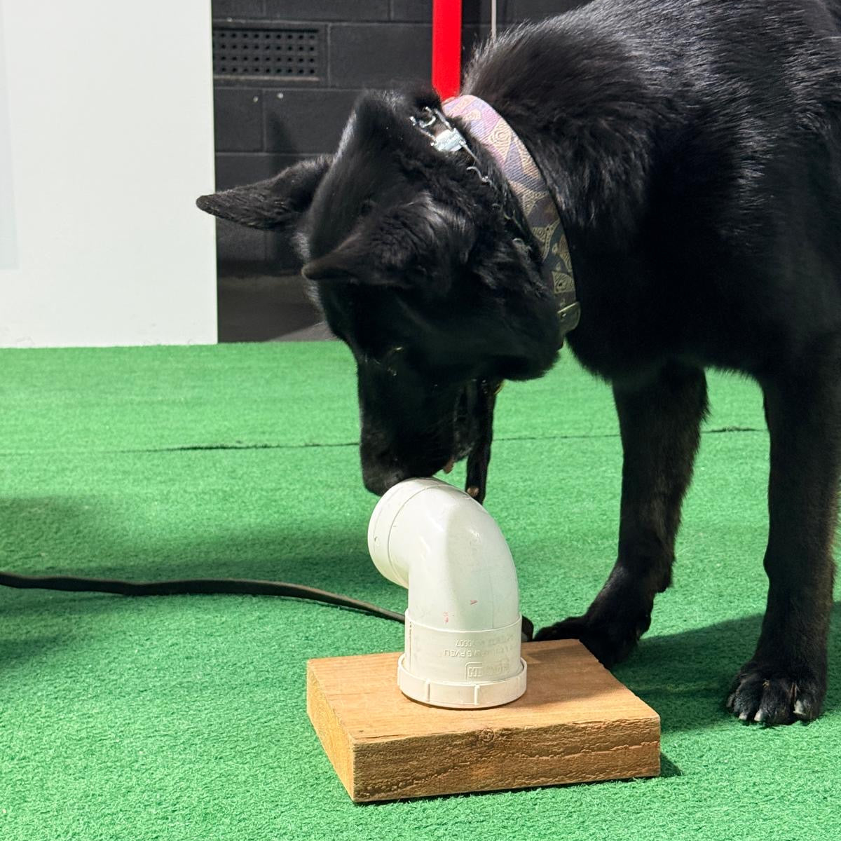 Black dog interacting with a white plastic pipe on a wooden block in an indoor setting.