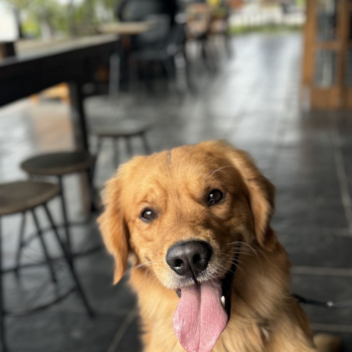 A Golden Retriever looking happy sitting out the front of a cafe.