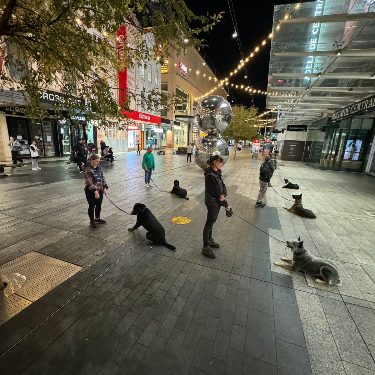 A group of owners with their dogs, training in public.