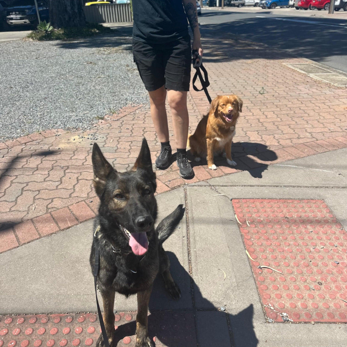 Dog handler training dogs around traffic control in Adelaide