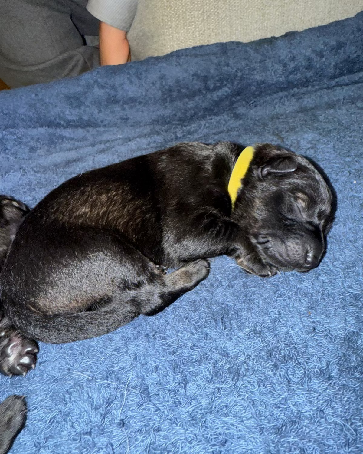A black puppy sleeping on a blue textured blanket, wearing a yellow collar.